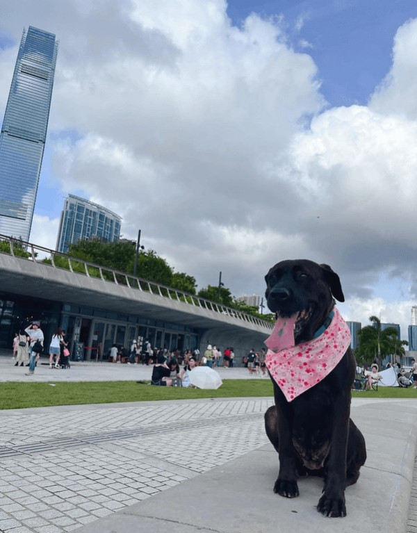 寵物友善好去處2024｜室外「狗狗界迪士尼」/ 全港首個VIP Pet Lounge