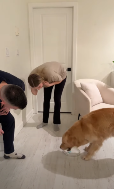 為食金毛一口吞性別揭曉蛋糕!準爸媽靠1方法知陀仔定女