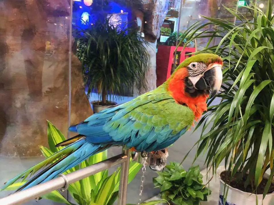 深圳萬達廣場美食一日遊｜逾20大必吃食肆推介！附近酒店+交通攻略 