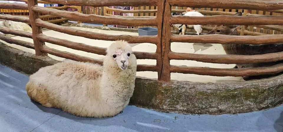 深圳萬達廣場美食一日遊｜逾20大必吃食肆推介！附近酒店+交通攻略 