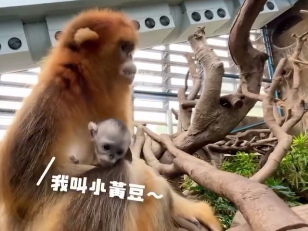 2隻「港產」川金絲猴移居成都 父母留居長駐香港海洋公園