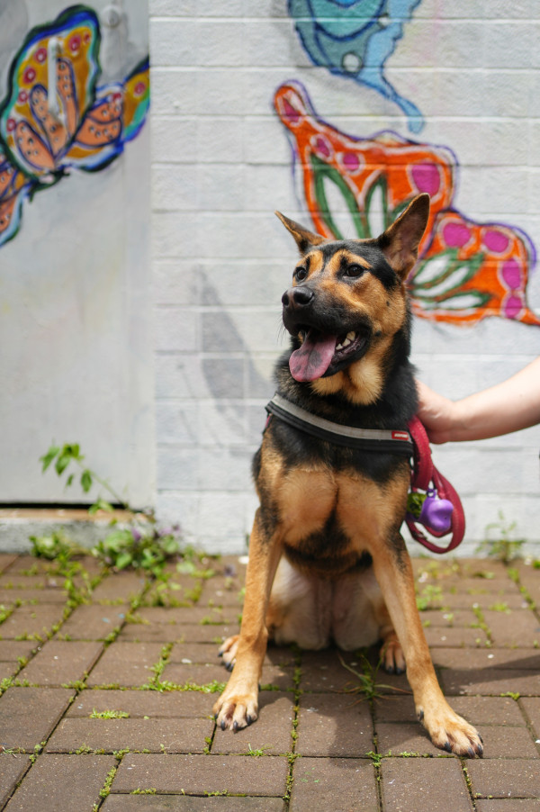 愛護動物協會西貢中心翻新重開 增貓隻領養服務 週末領養日送限量便攜飲水兜 