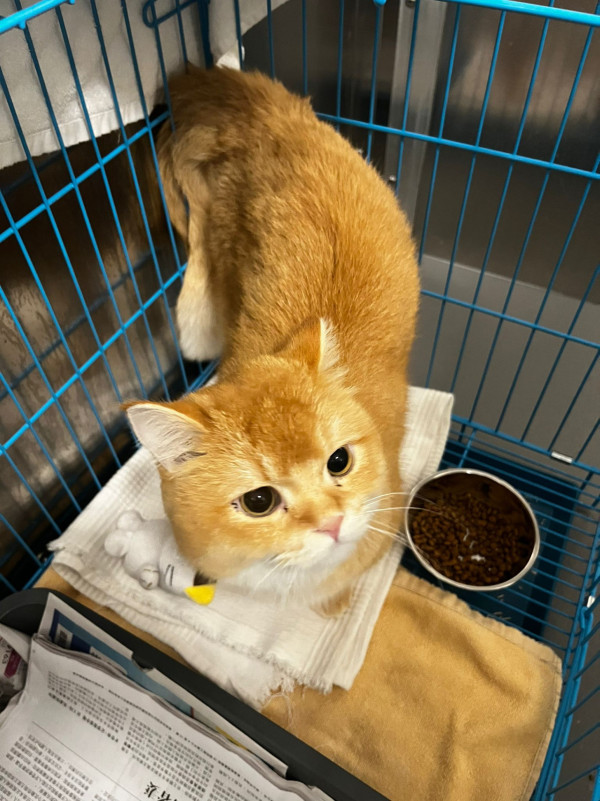 愛護動物協會西貢中心翻新重開 增貓隻領養服務 週末領養日送限量便攜飲水兜 