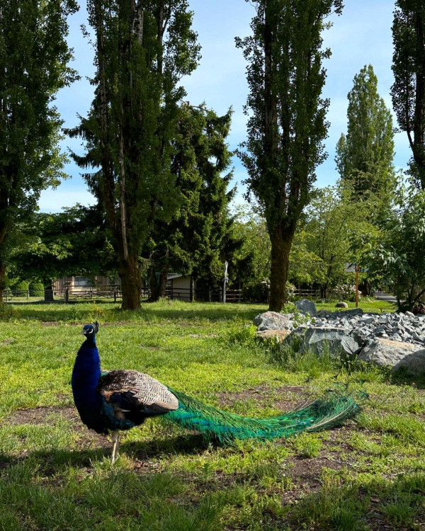 熊黛林遊溫哥華曬老公合照放閃 6歲孖女遺傳名模媽咪高䠷身材 