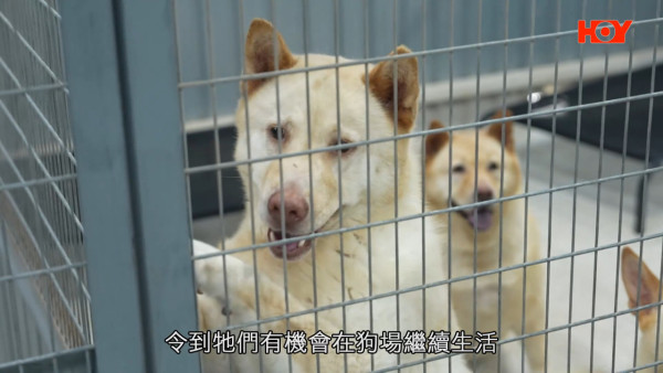 流浪動物｜獲派公屋即棄養 貓狗流落街頭自生自滅 狗場2個月收容18隻狗狗