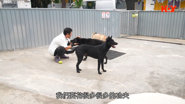 流浪動物｜獲派公屋即棄養 貓狗流落街頭自生自滅 狗場2個月收容18隻狗狗