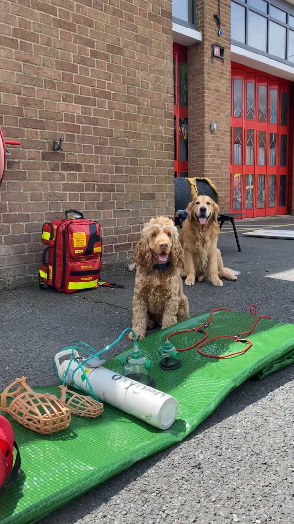 英國消防車配備寵物氧氣罩 圓錐形更貼鼻拯救火災貓狗