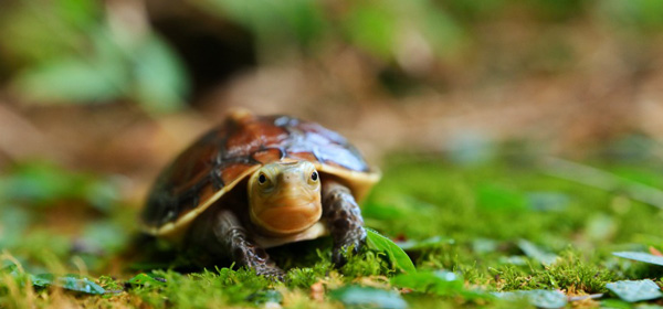 沖繩自由行熱門景點5天4夜行程指南！不開車攻略+美食住宿推介 