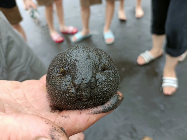 澳洲沙灘驚現幾百個神秘小黑球！緊急關閉景點 化驗結果揭含驚人成分 