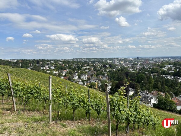 【德國旅遊】法蘭克福30分鐘即達！Wiesbaden威斯巴登 | 德國最老維也納風Cafe、市區葡萄園、世界最大咕咕鐘 