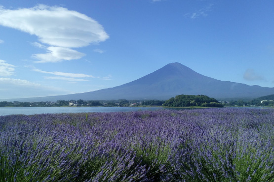 大石公園（圖片來源：河口湖自然生活館）