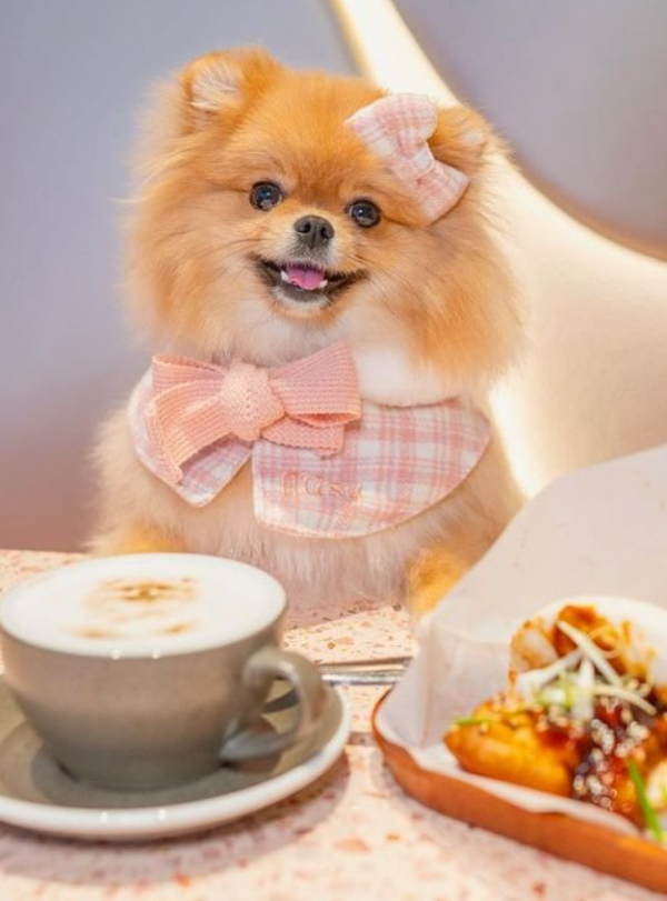 西環好去處│西環8間打卡特色咖啡店  打印咖啡／火龍果燉飯／鹹柑桔咖啡