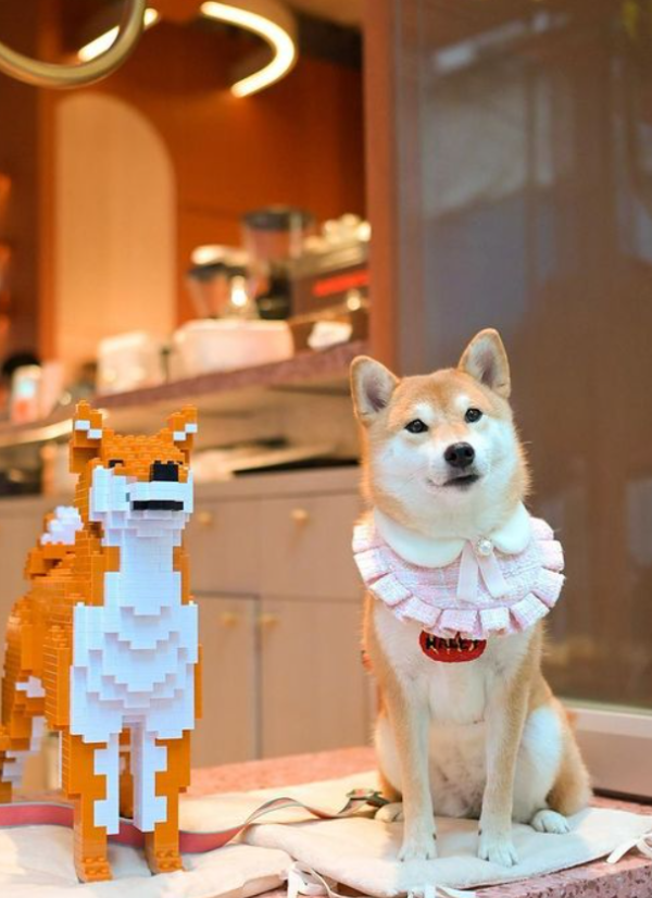 西環好去處│西環8間打卡特色咖啡店  打印咖啡／火龍果燉飯／鹹柑桔咖啡