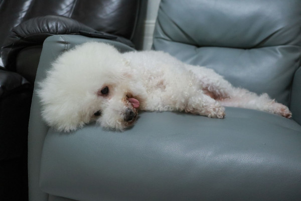 《愛回家》CPU｜譚坤倫愛犬曾被大狗咬超怕生 拍劇意外與金毛犬「冬甩」打成一片 