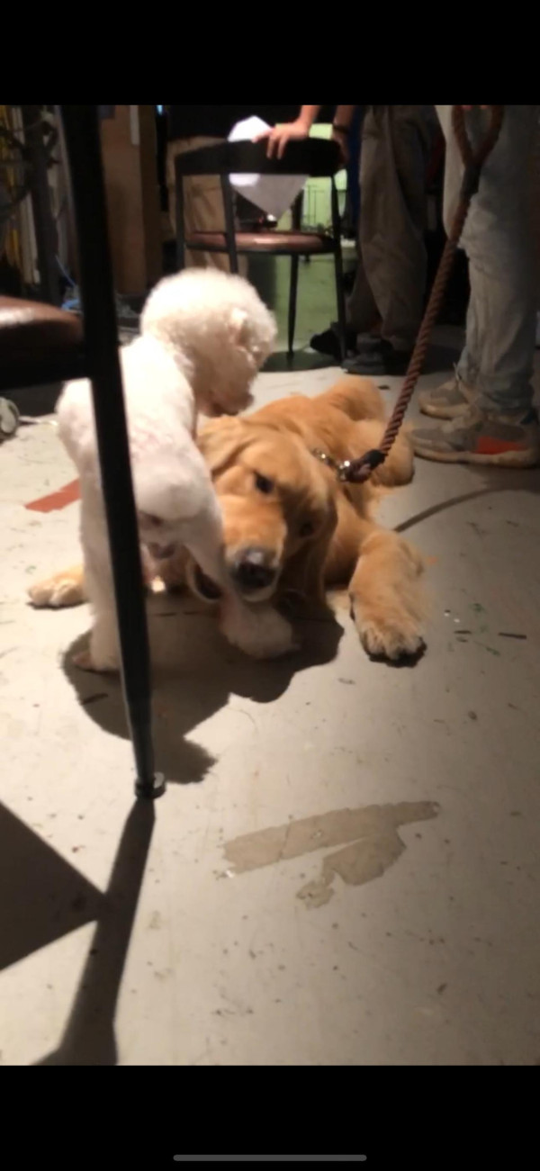 《愛回家》CPU｜譚坤倫愛犬曾被大狗咬超怕生 拍劇意外與金毛犬「冬甩」打成一片 