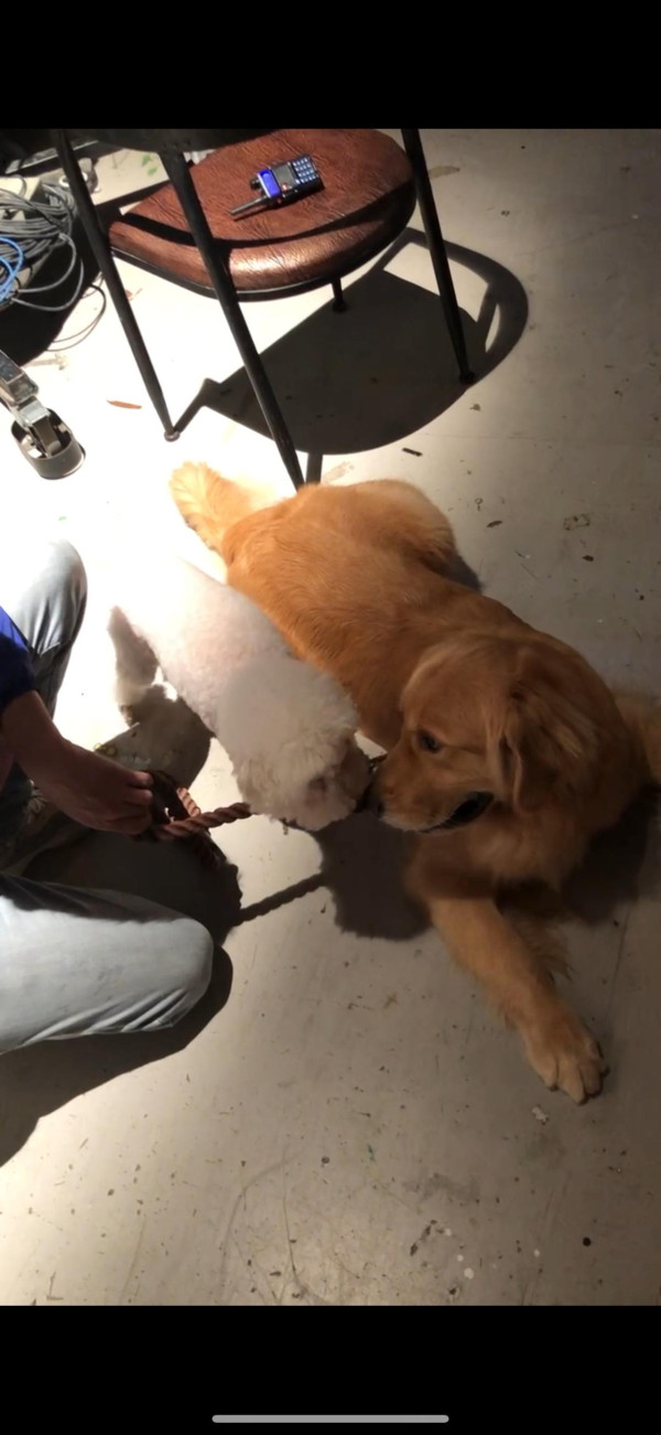 《愛回家》CPU｜譚坤倫愛犬曾被大狗咬超怕生 拍劇意外與金毛犬「冬甩」打成一片 