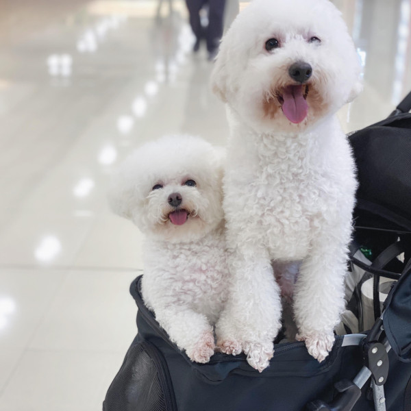 《愛回家》CPU｜譚坤倫愛犬曾被大狗咬超怕生 拍劇意外與金毛犬「冬甩」打成一片 