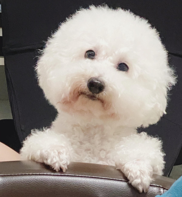 《愛回家》CPU｜譚坤倫愛犬曾被大狗咬超怕生 拍劇意外與金毛犬「冬甩」打成一片 