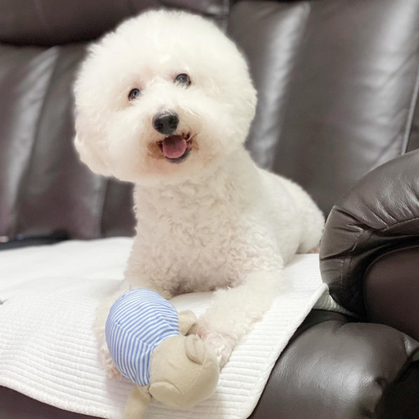 《愛回家》CPU｜譚坤倫愛犬曾被大狗咬超怕生 拍劇意外與金毛犬「冬甩」打成一片 