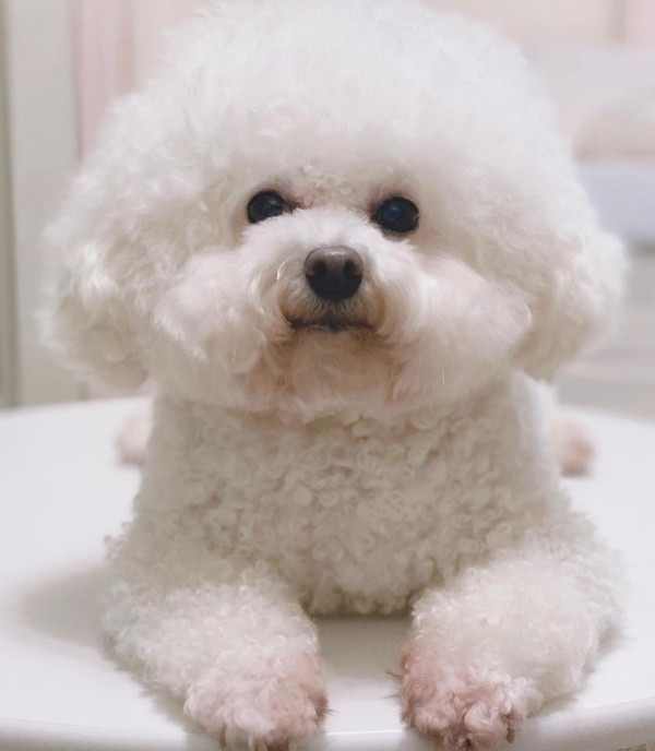 《愛回家》CPU｜譚坤倫愛犬曾被大狗咬超怕生 拍劇意外與金毛犬「冬甩」打成一片 