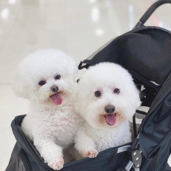 《愛回家》CPU｜譚坤倫愛犬曾被大狗咬超怕生 拍劇意外與金毛犬「冬甩」打成一片 