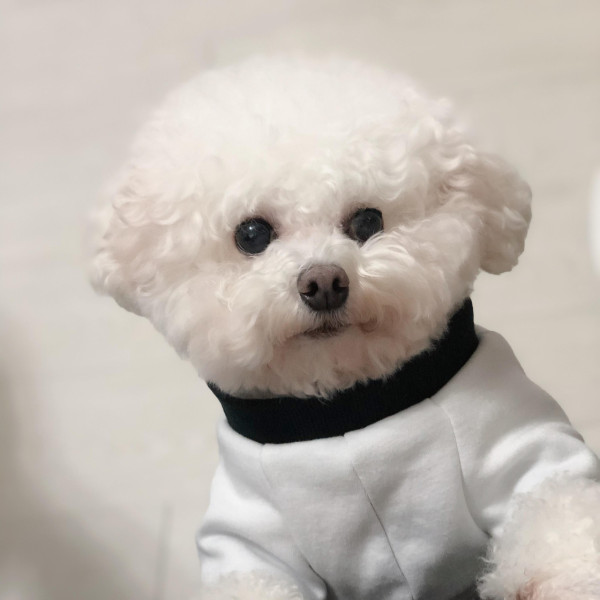 《愛回家》CPU｜譚坤倫愛犬曾被大狗咬超怕生 拍劇意外與金毛犬「冬甩」打成一片 