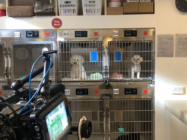 《愛回家》CPU｜譚坤倫愛犬曾被大狗咬超怕生 拍劇意外與金毛犬「冬甩」打成一片 