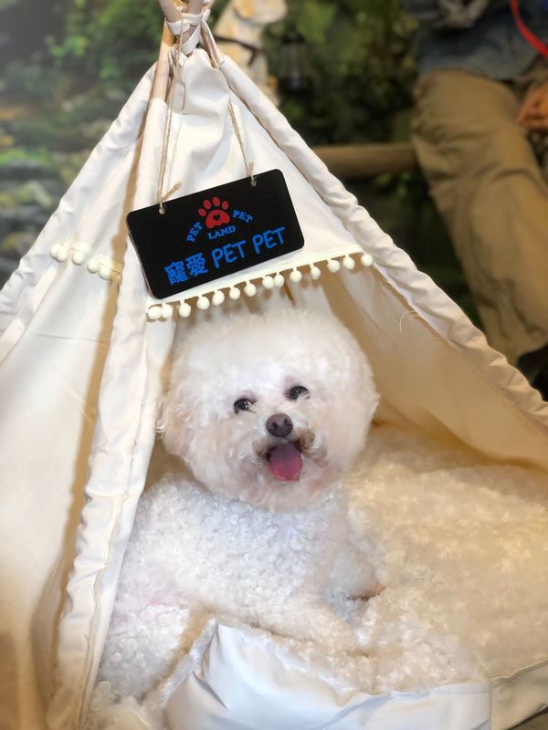 《愛回家》CPU｜譚坤倫愛犬曾被大狗咬超怕生 拍劇意外與金毛犬「冬甩」打成一片 