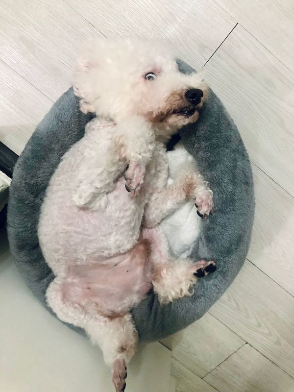 《愛回家》CPU｜譚坤倫愛犬曾被大狗咬超怕生 拍劇意外與金毛犬「冬甩」打成一片 