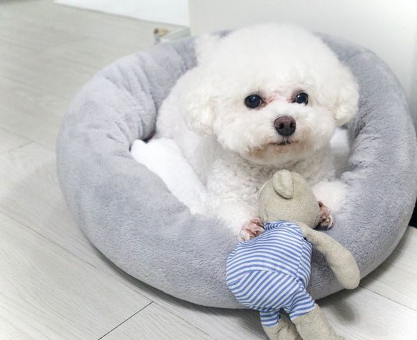 《愛回家》CPU｜譚坤倫愛犬曾被大狗咬超怕生 拍劇意外與金毛犬「冬甩」打成一片 