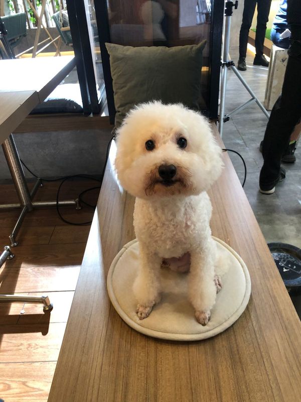 《愛回家》CPU｜譚坤倫愛犬曾被大狗咬超怕生 拍劇意外與金毛犬「冬甩」打成一片 