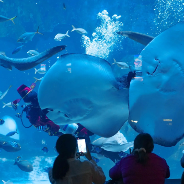 布吉自由行5日4夜行程 布吉自由行5日4夜行程