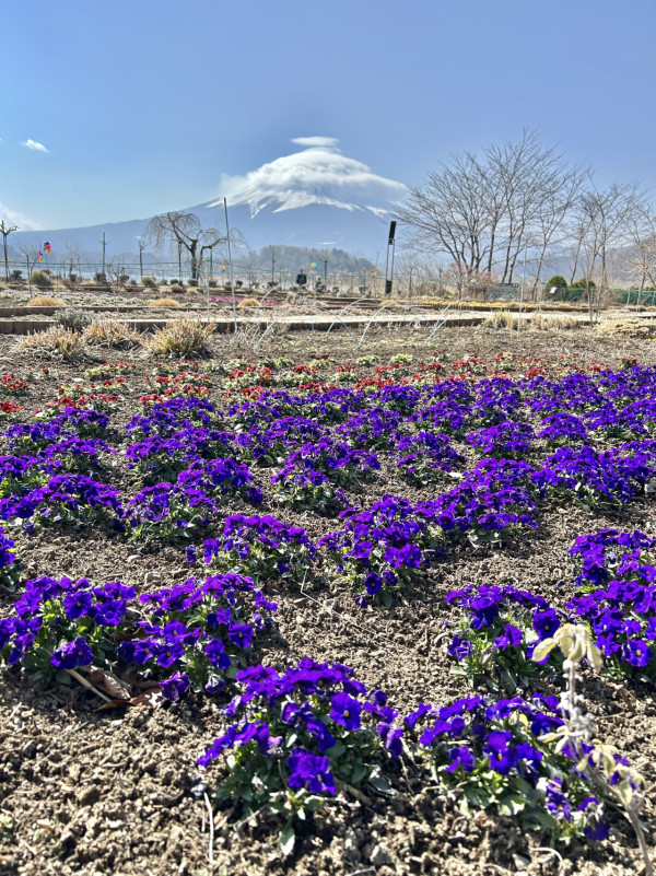 東京旅遊攻略2024 | 富士山絕美打卡住宿+景點推介 豪華露營/玻璃屋/露天溫泉 