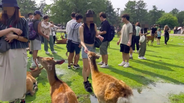 女遊客疑坐奈良鹿身上影相被轟 網友質疑角度問題 揭開影片真相