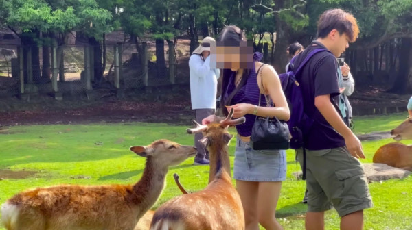 女遊客疑坐奈良鹿身上影相被轟 網友質疑角度問題 揭開影片真相