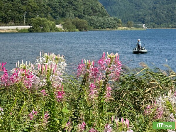河口湖畔「大石公園」（韋珈萱攝） 