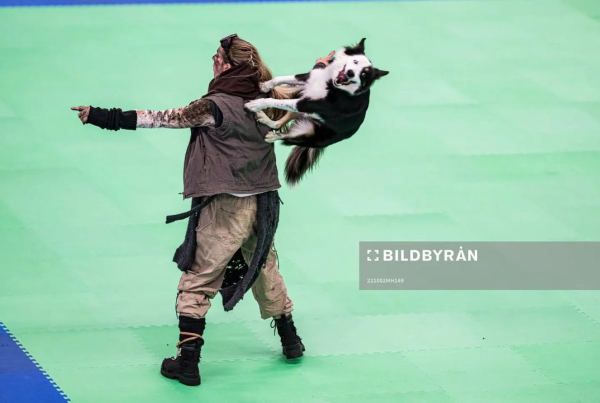 牧羊犬化身舞王登全美一叮 熱辣勁舞威過Mirror！ 