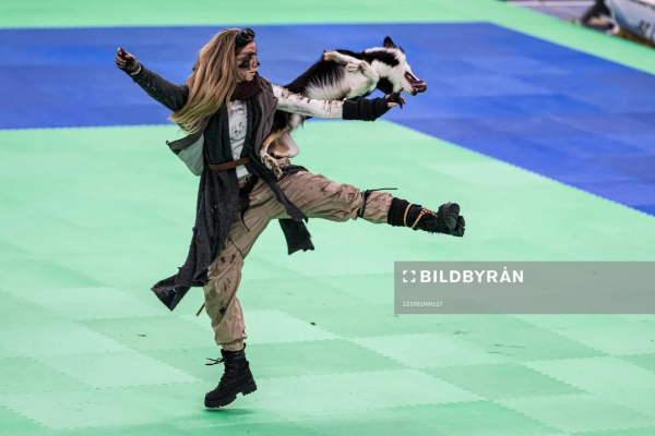 牧羊犬化身舞王登全美一叮 熱辣勁舞威過Mirror！ 