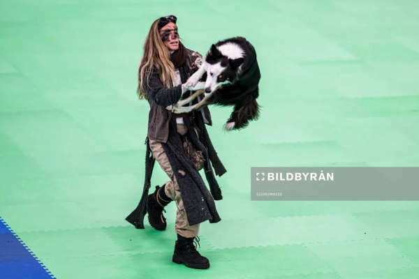 牧羊犬化身舞王登全美一叮 熱辣勁舞威過Mirror！ 