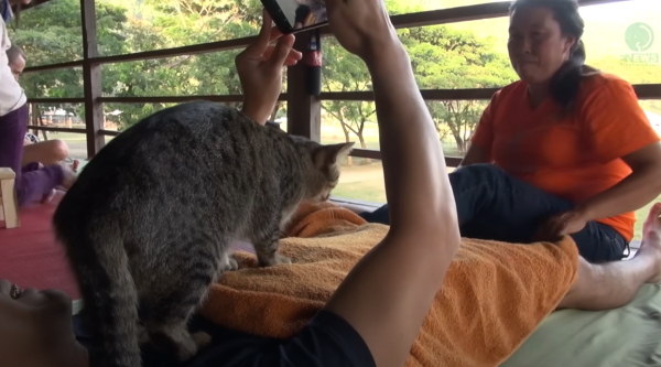 泰國萌虎斑貓化身按摩師 網民留言：自己罐罐自己賺！ 