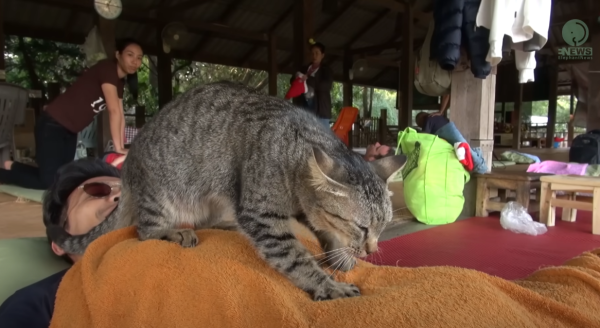 泰國萌虎斑貓化身按摩師 網民留言：自己罐罐自己賺！ 