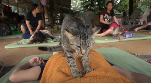 泰國萌虎斑貓化身按摩師 網民留言：自己罐罐自己賺！ 