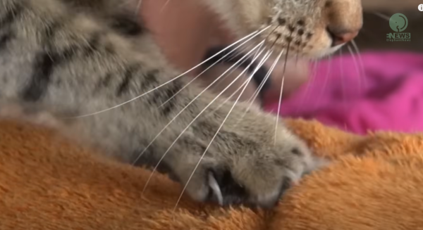 泰國萌虎斑貓化身按摩師 網民留言：自己罐罐自己賺！ 