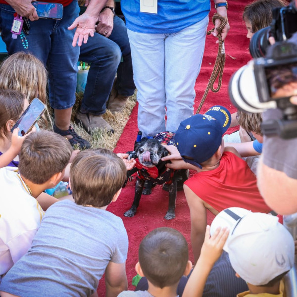 世界最醜狗狗比賽北京犬奪冠！患病毀容倖存故事藏洋蔥 