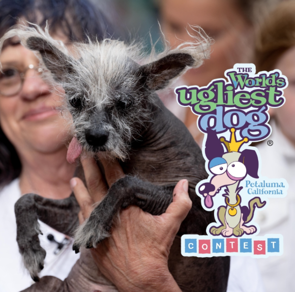 世界最醜狗狗比賽北京犬奪冠！患病毀容倖存故事藏洋蔥 