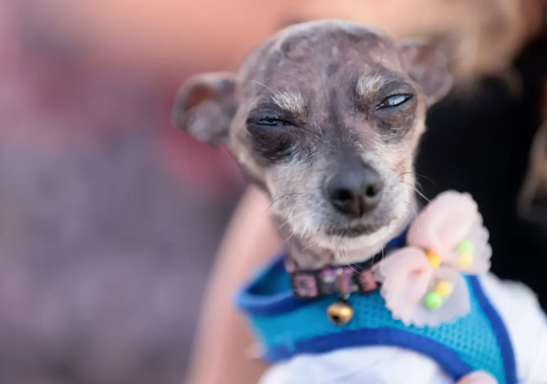 世界最醜狗狗比賽北京犬奪冠！患病毀容倖存故事藏洋蔥 