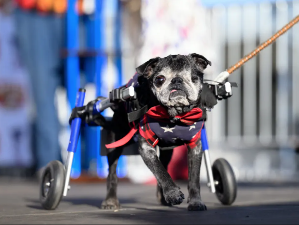 世界最醜狗狗比賽北京犬奪冠！患病毀容倖存故事藏洋蔥 