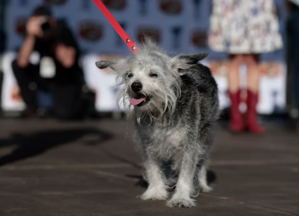 世界最醜狗狗比賽北京犬奪冠！患病毀容倖存故事藏洋蔥 