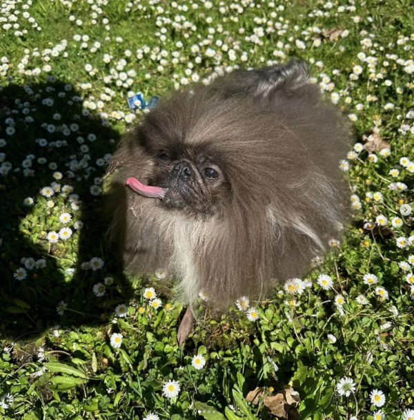 世界最醜狗狗比賽北京犬奪冠！患病毀容倖存故事藏洋蔥 