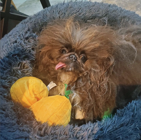 世界最醜狗狗比賽北京犬奪冠！患病毀容倖存故事藏洋蔥 